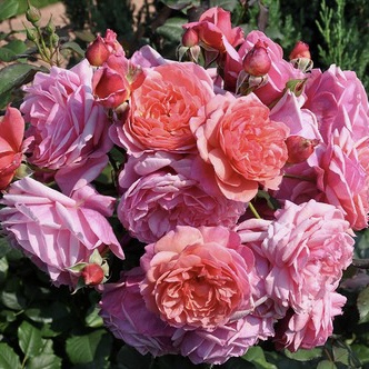 Ладюрэ в Пензе