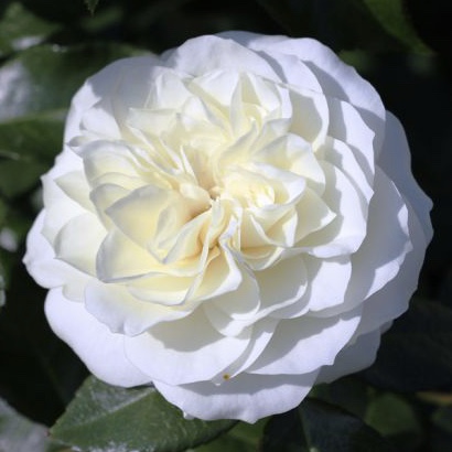 Алабастр в Пензе