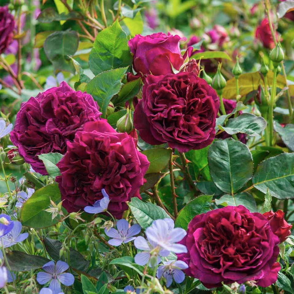 Манстед Вуд в Пензе