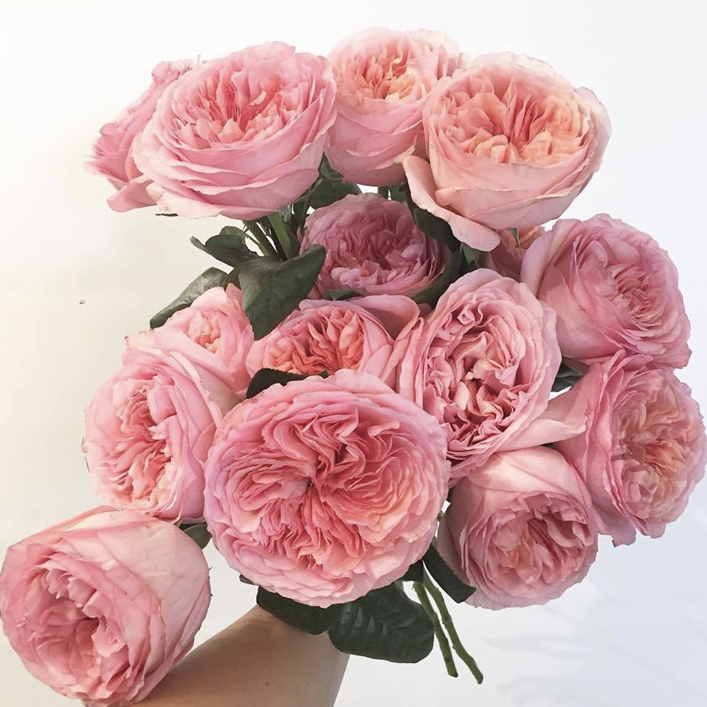 Пинк Экспрешн  (Pink X-Pression) в Пензе
