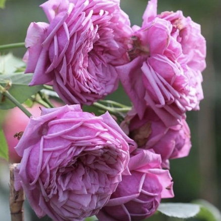 Дьюранс Ансьон в Пензе