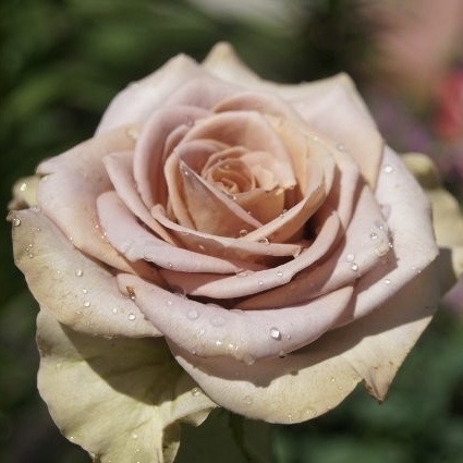 Амнезия (Amnesia) в Пензе