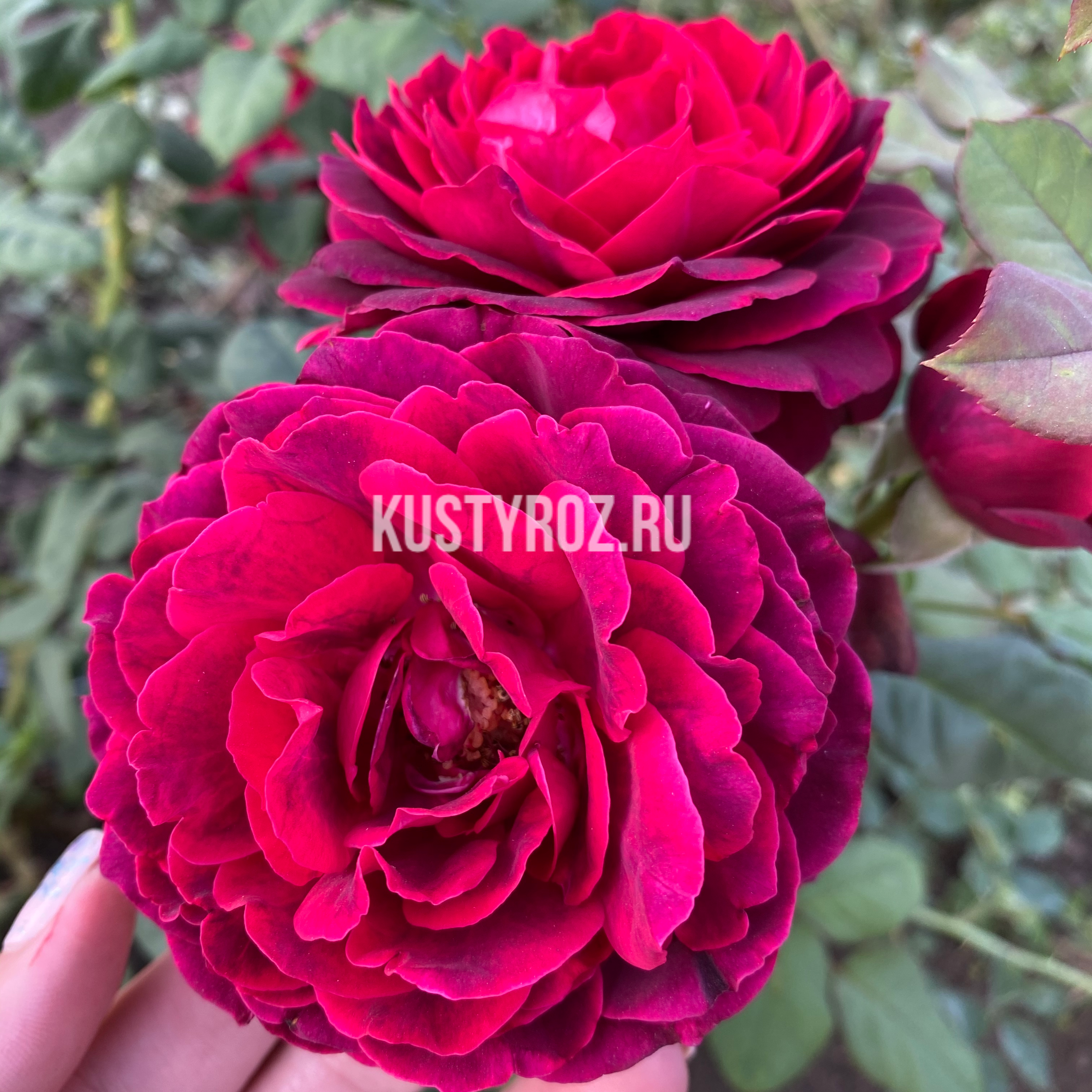 Астрид Графин фон Харденберг (Astrid Grafin von Hardenberg) в Пензе