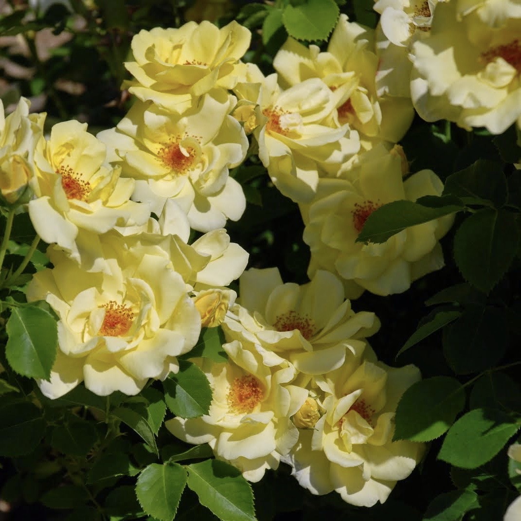 Санни роуз (Sunny Rose) в Пензе