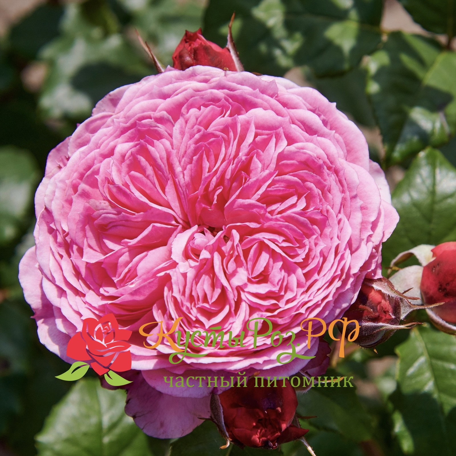 Тео Клеверс (Theo Clevers) в Пензе