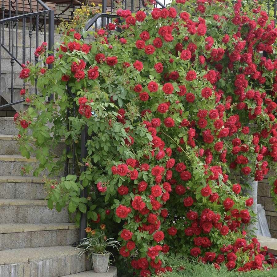 Фламентанц в Пензе