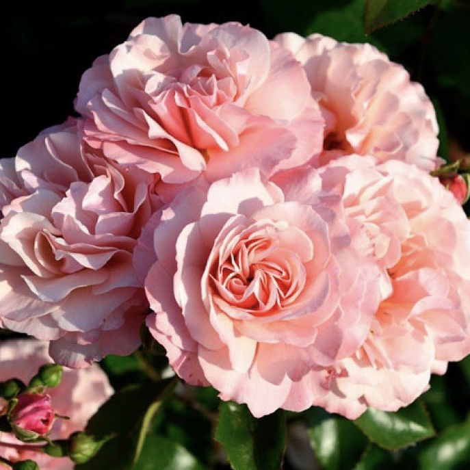 Боттичелли  в Пензе