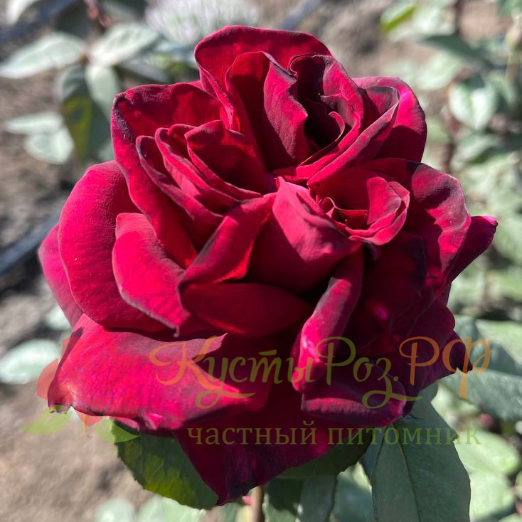 Ред Парфюмелла (Red Perfumella) в Пензе