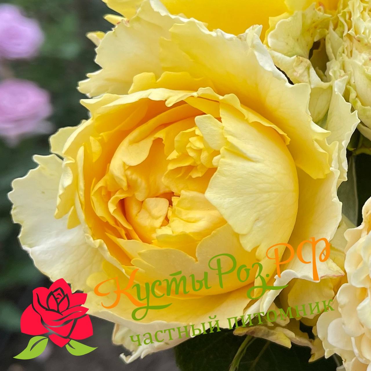 Каралуна Голд (Caraluna Gold) в Пензе