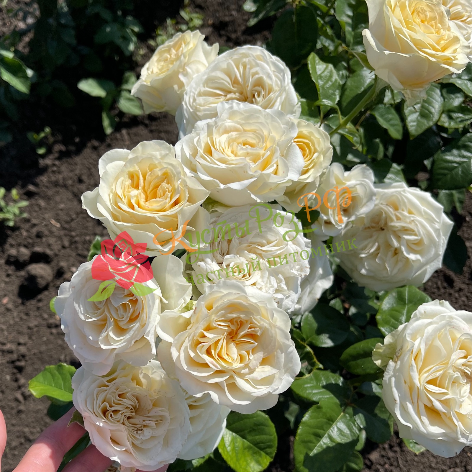 Баттеркап (Buttercup) в Пензе
