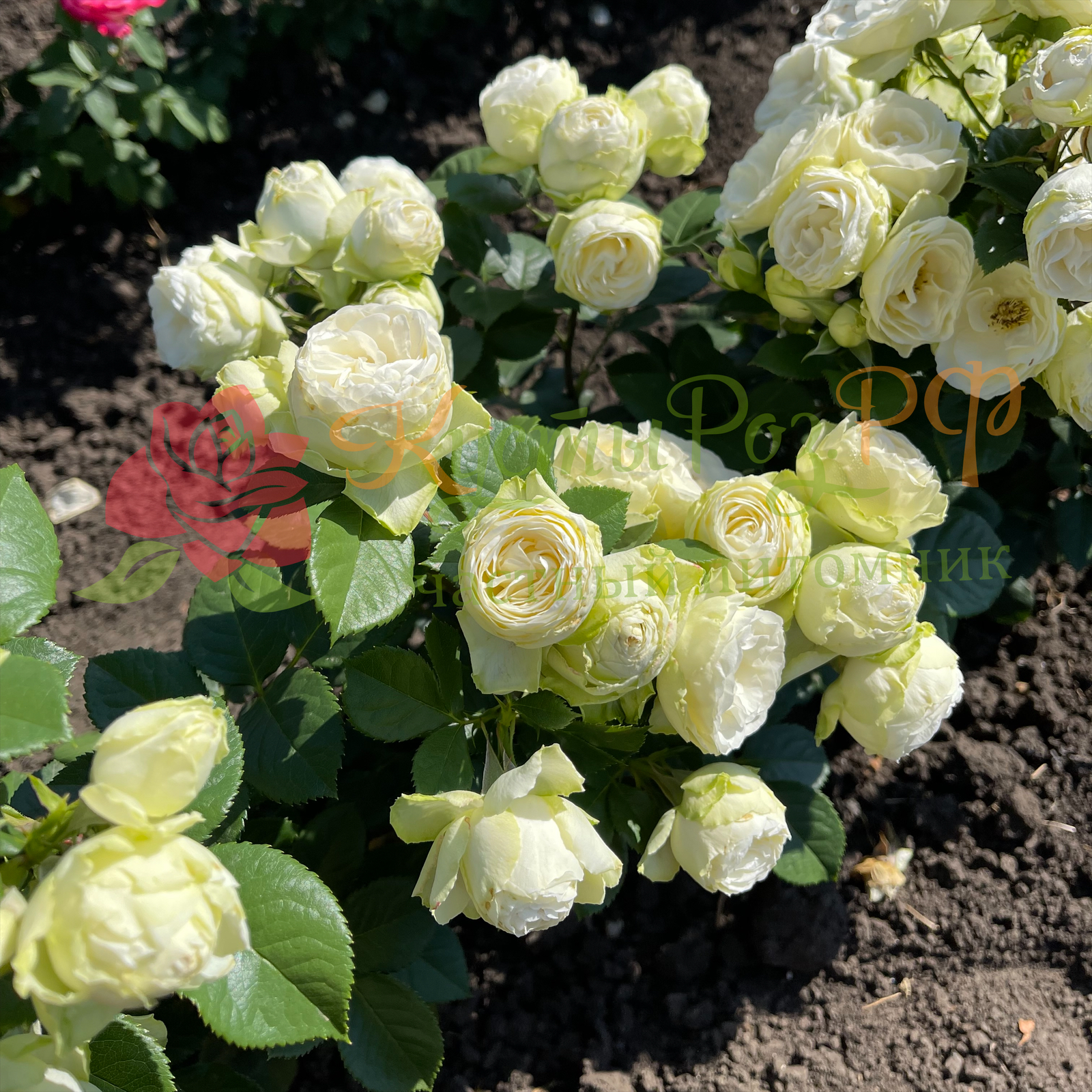 Ванила Лейс (Vanilla Lace) в Пензе