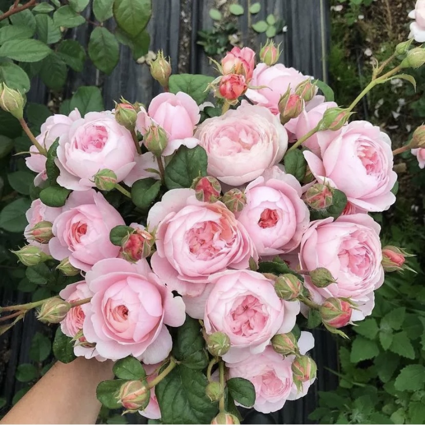 Квин оф Свиден в Пензе