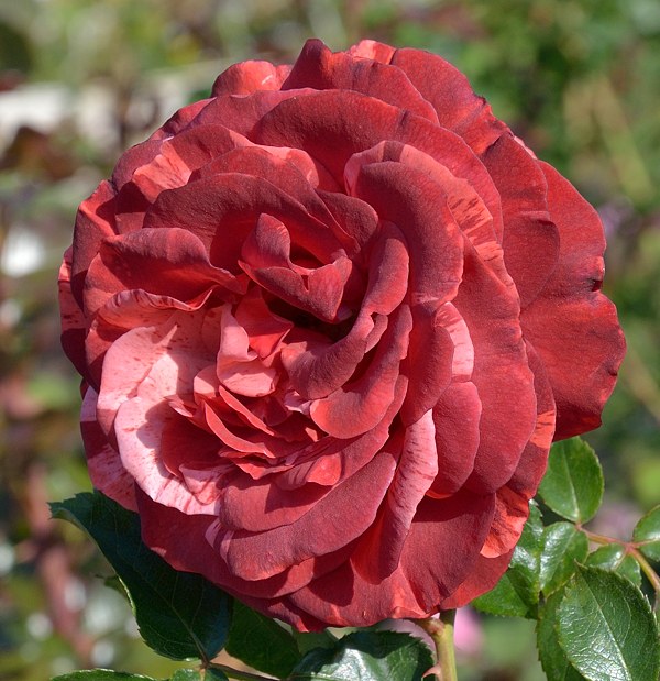 Брауни в Пензе