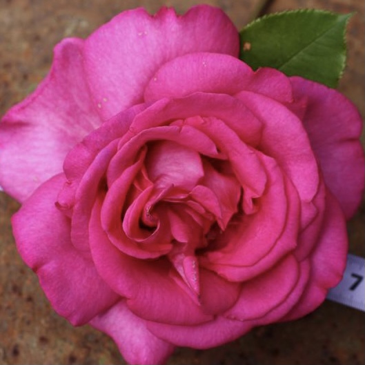 Пароль (Parole) в Пензе