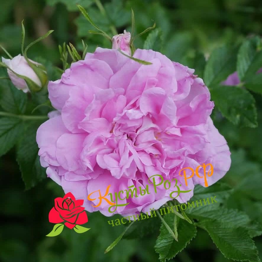 Миссис Дорин Пайк (MRS DOREEN PIKE) в Пензе