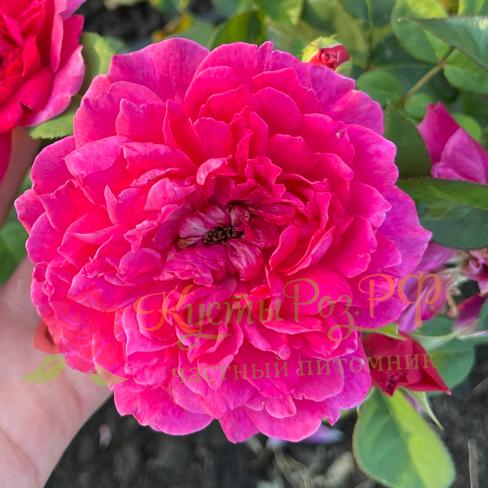 Софи Роуз (Sophy’s Rose) в Пензе