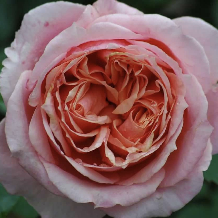 Поль Бокюз в Пензе