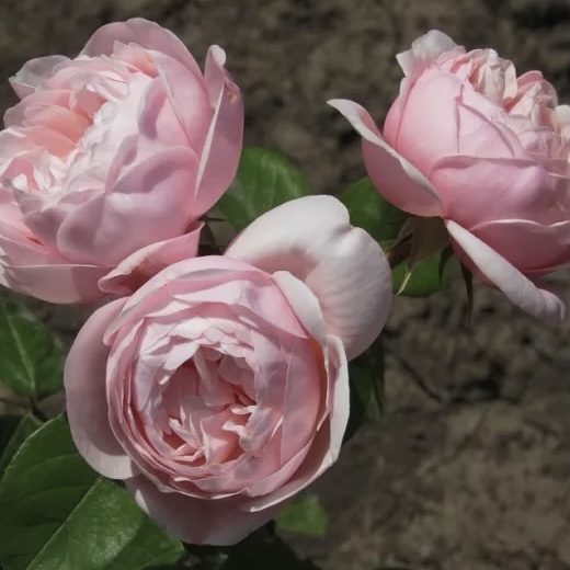 Виши в Пензе