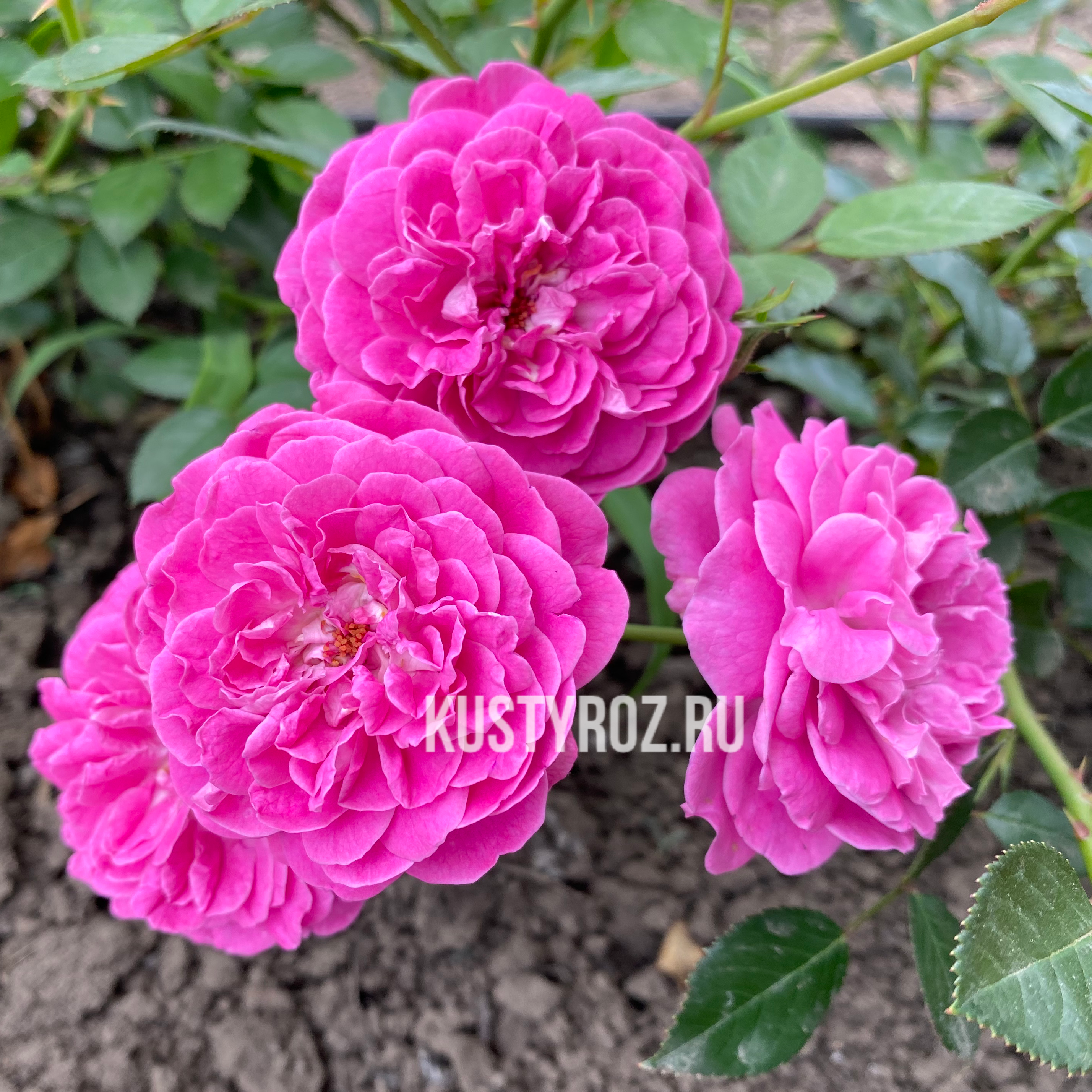 Блю Бой в Пензе