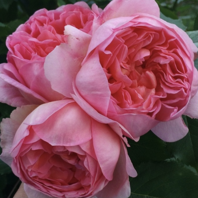 Боскобель в Пензе