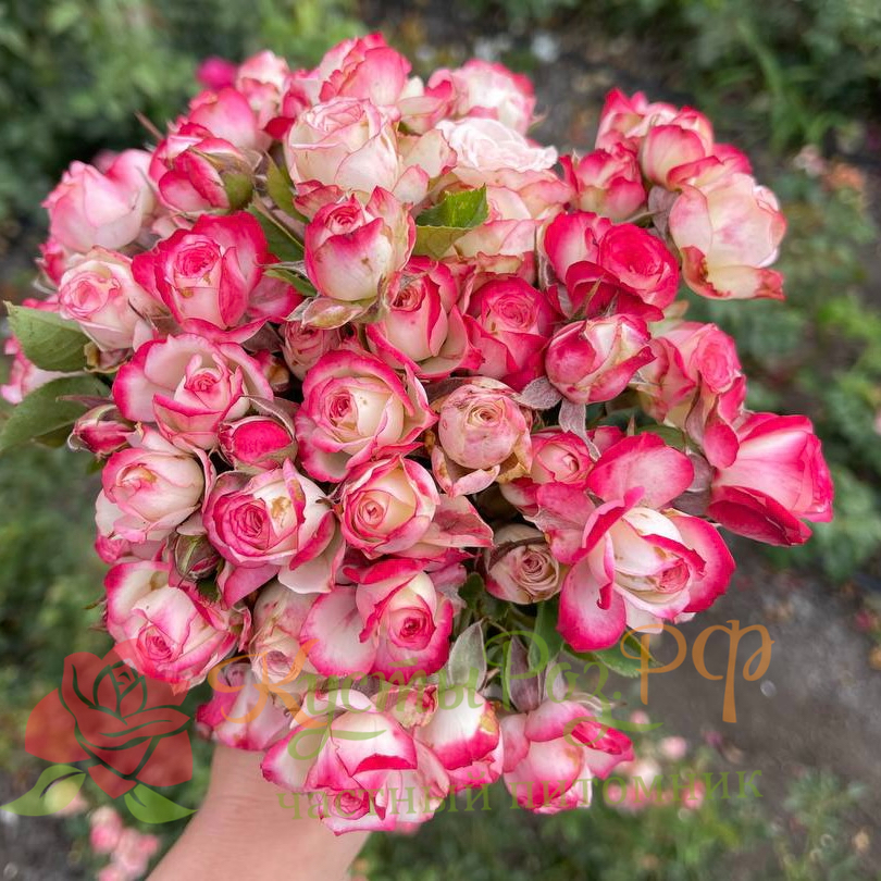 Ай Опинер (Eye Opener) в Пензе