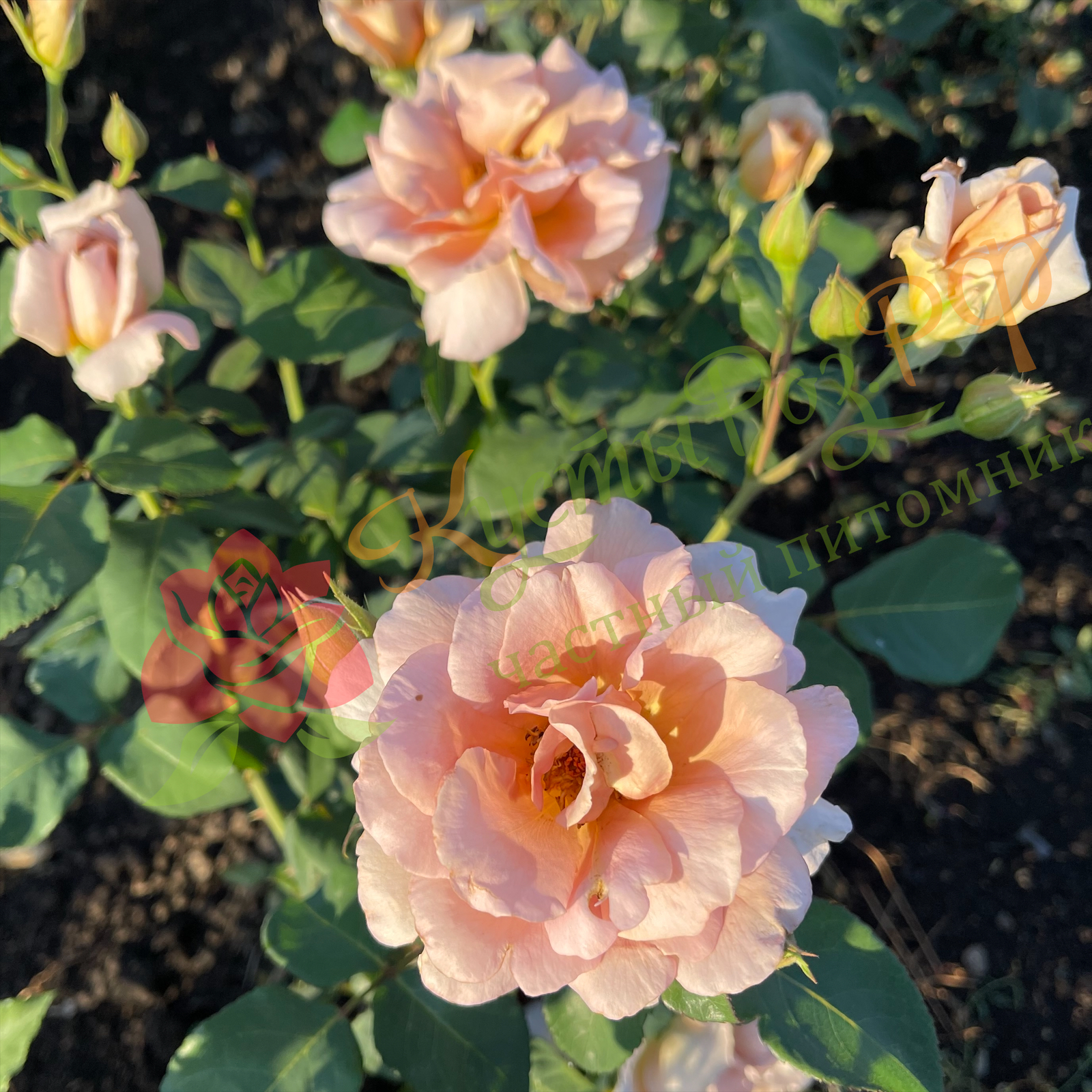 Джулия Роуз (Julia's Rose) в Пензе