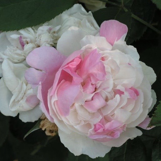 Винчестер Кафедрал (Winchester Cathedral) в Пензе