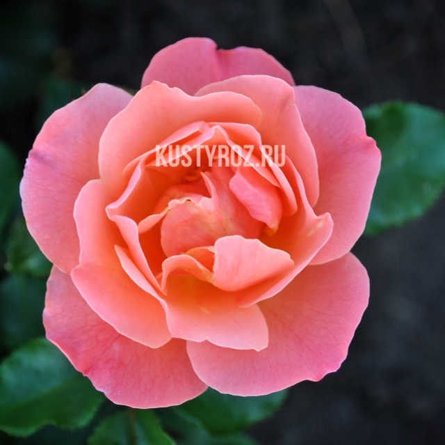 Мари Кюри (Marie Curie) в Пензе