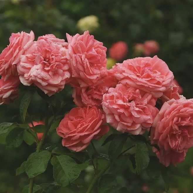 Кимоно в Пензе