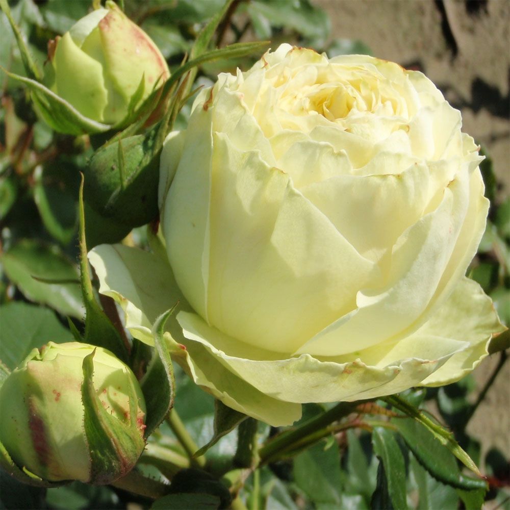 Лемон Рококо в Пензе