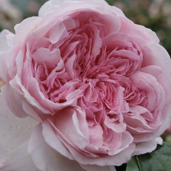 Александра принцесса Люксембургская в Пензе