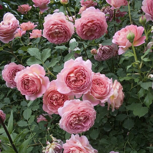 Джубили Селебрейшен  в Пензе