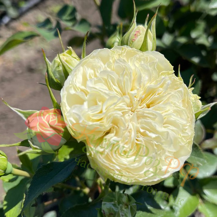 Викториан Вайт (Victorian White) в Пензе