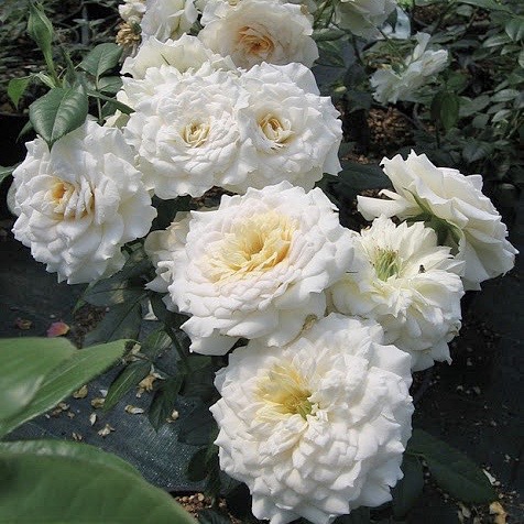 Надин Хелла Ричи (NADINE XELLA-RICCI) в Пензе