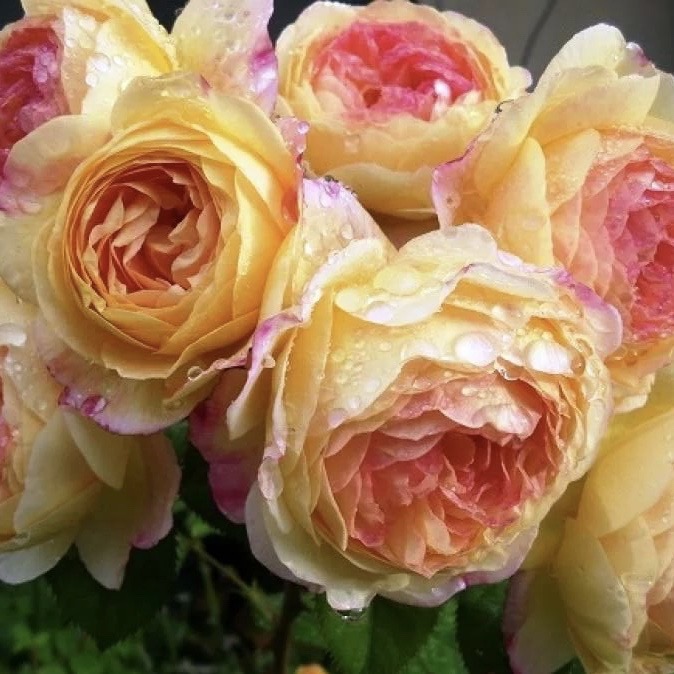 Розаман Жанон в Пензе