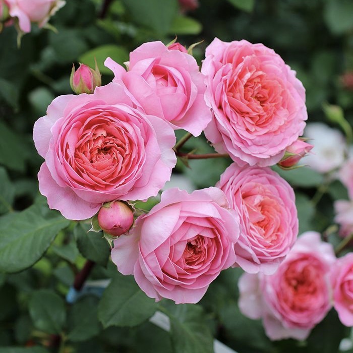 Амандин Шанель в Пензе