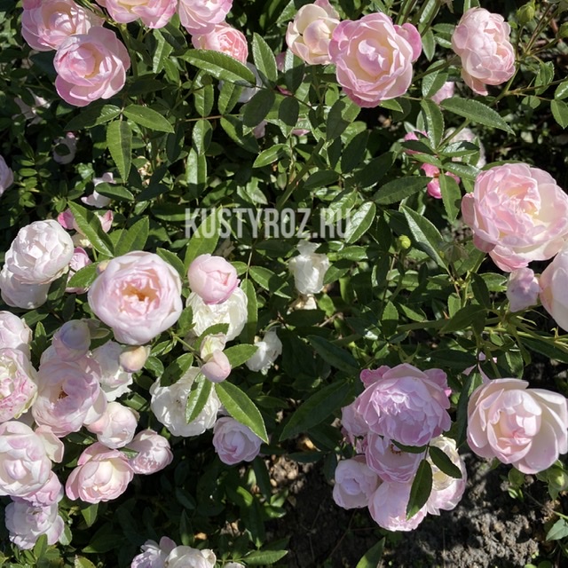 Пинк Морсдаг (Morsdag Pink) в Пензе
