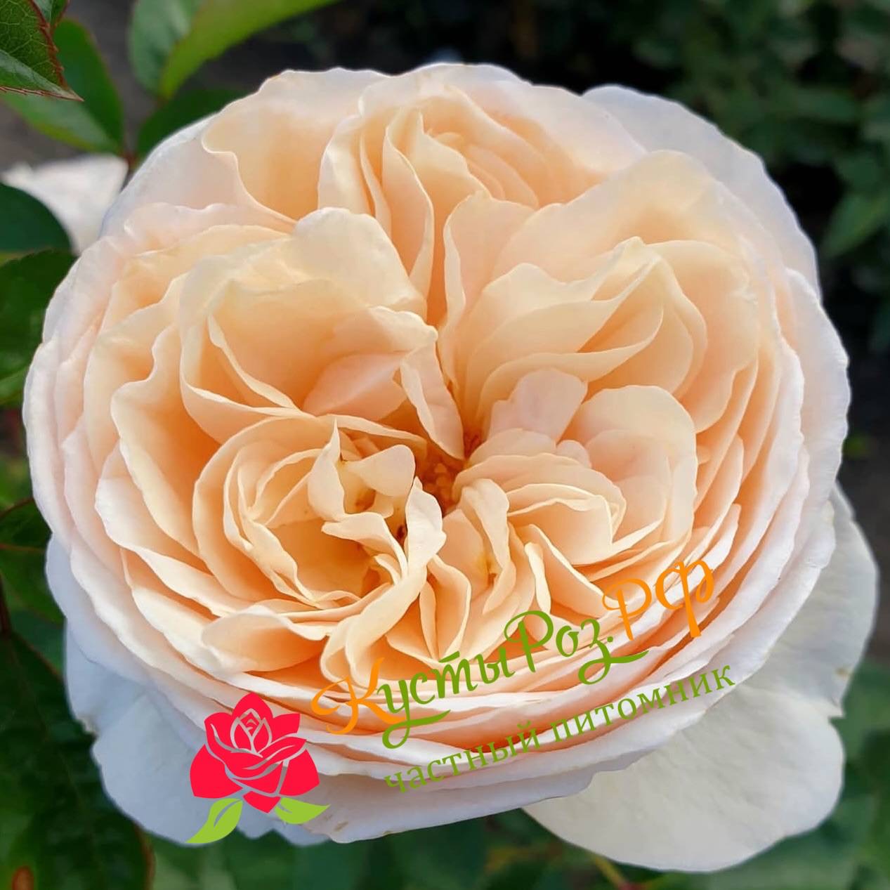 Эзра (Ezra) в Пензе