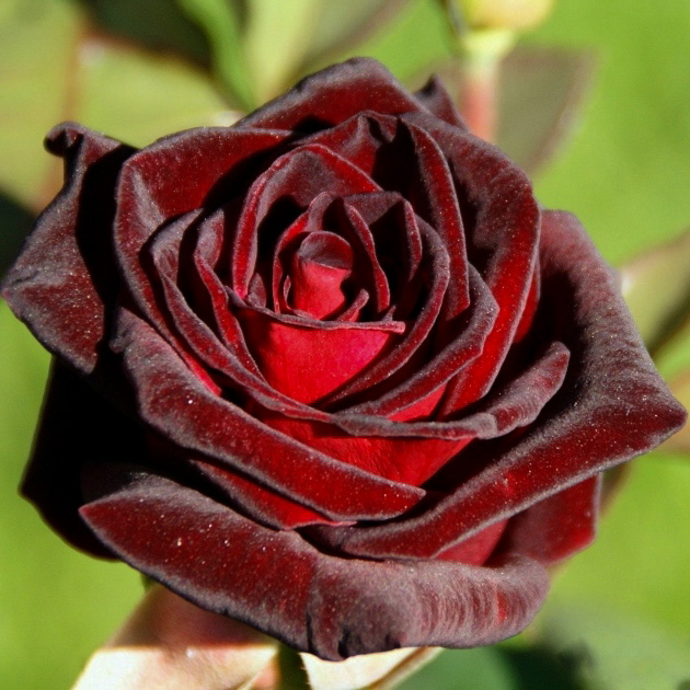 Блэк баккара (Black Baccara) в Пензе