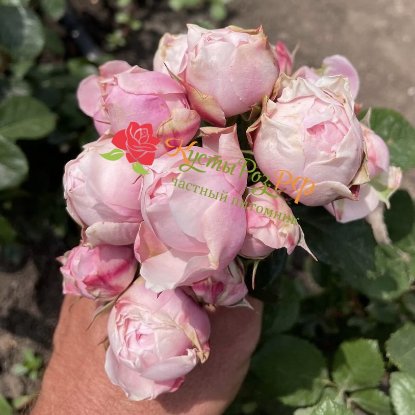 Сильва Пинк (SILVA PINK) в Пензе