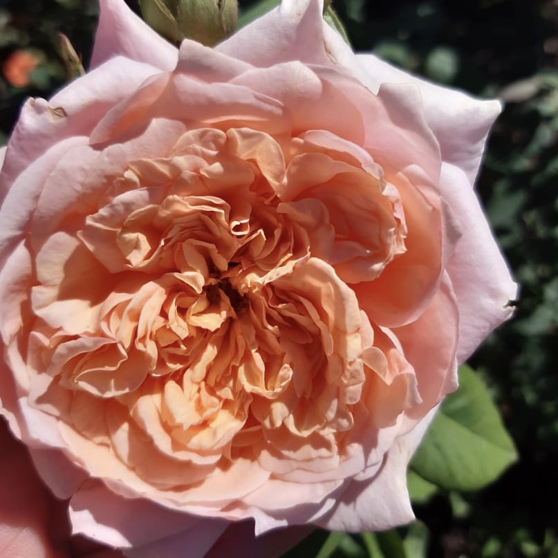 Фестиваль де Жардан де Шомон в Пензе