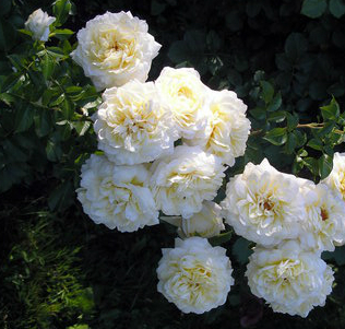 Свани (Rose Swany) в Пензе